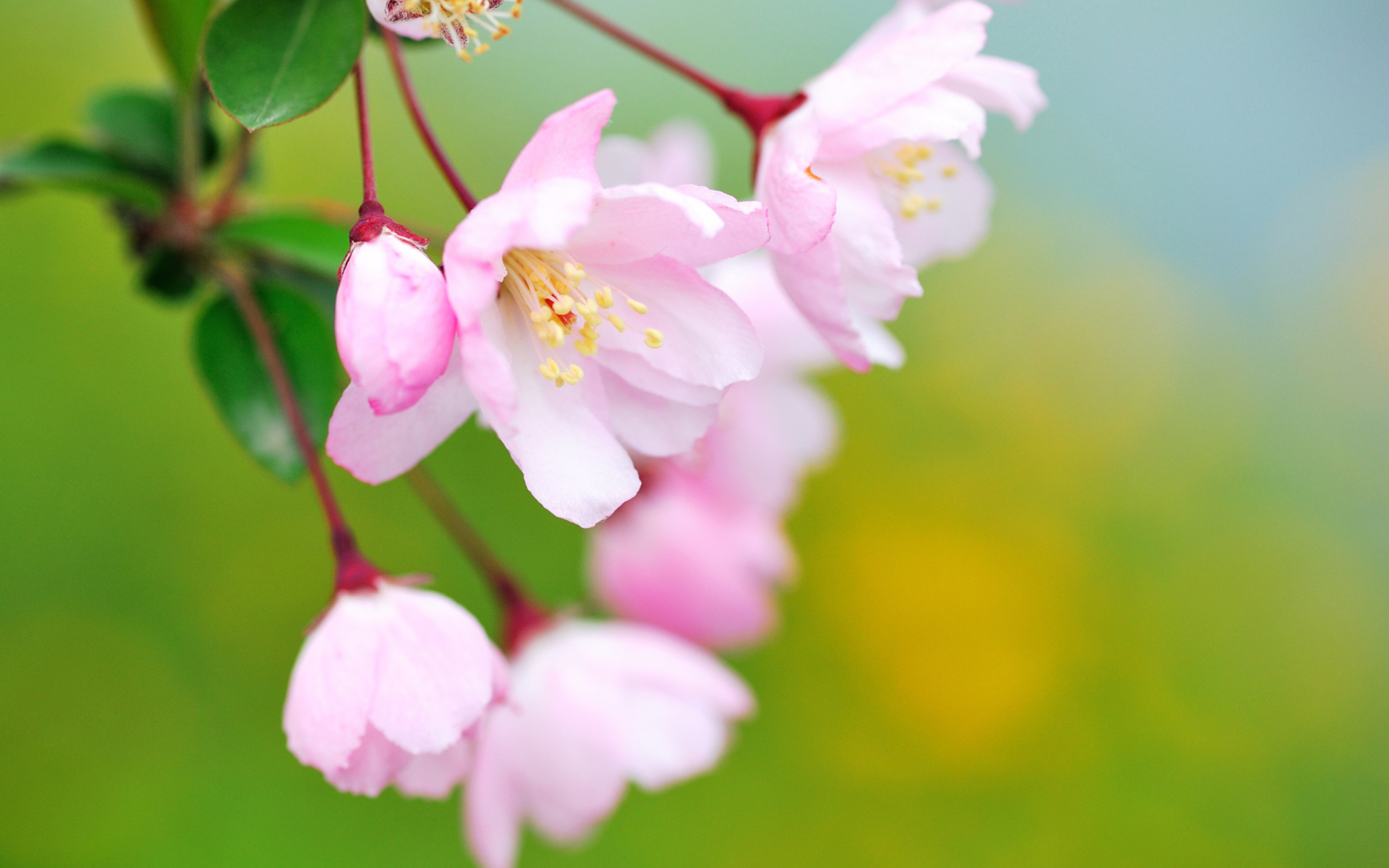 Screenshot №1 pro téma Soft Pink Cherry Flower Blossom 1920x1200