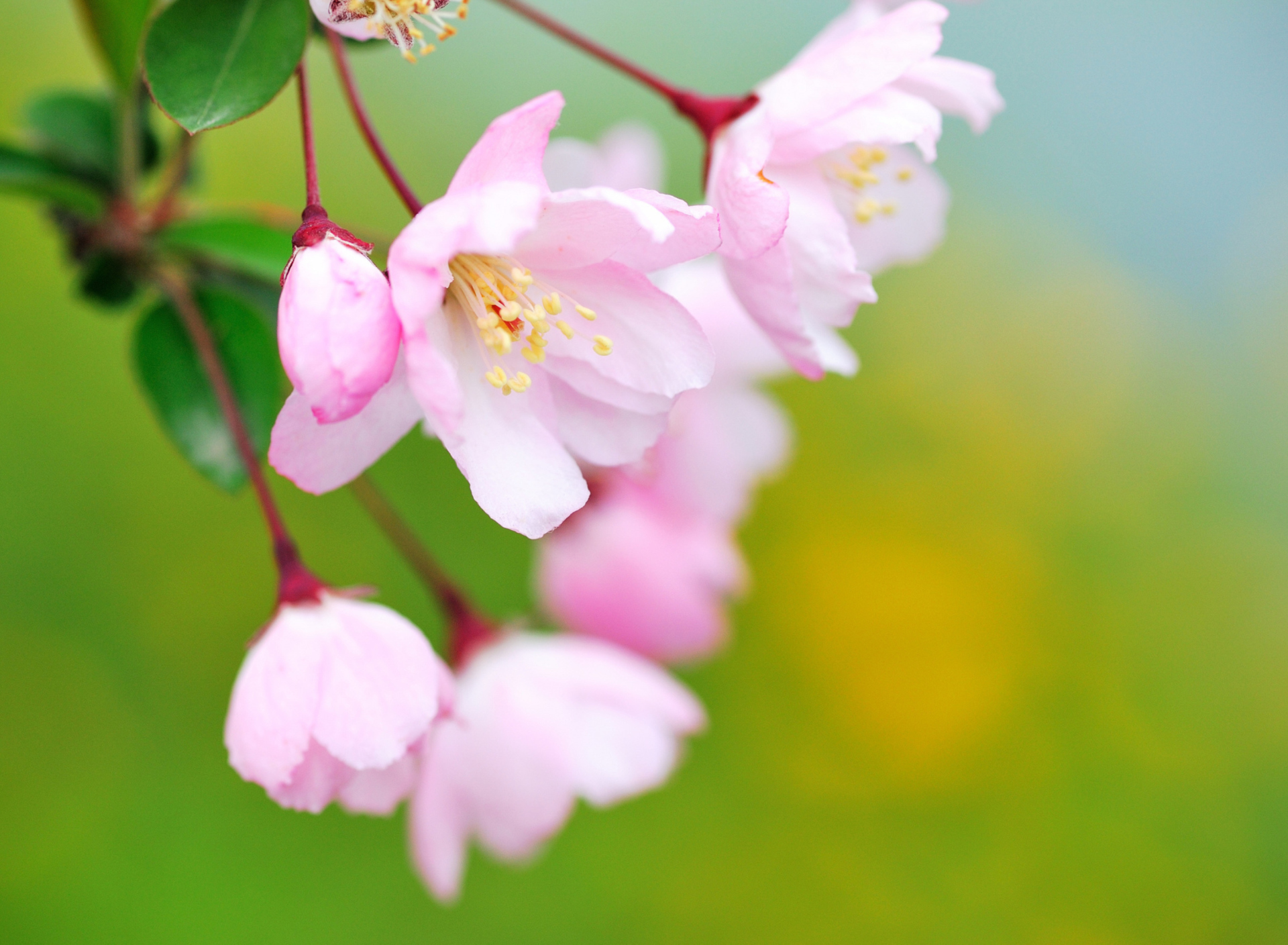 Soft Pink Cherry Flower Blossom wallpaper 1920x1408