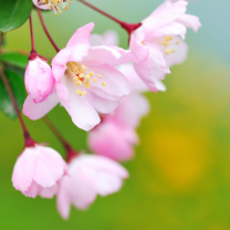 Screenshot №1 pro téma Soft Pink Cherry Flower Blossom 208x208