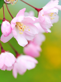 Обои Soft Pink Cherry Flower Blossom 240x320