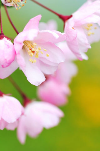 Screenshot №1 pro téma Soft Pink Cherry Flower Blossom 320x480