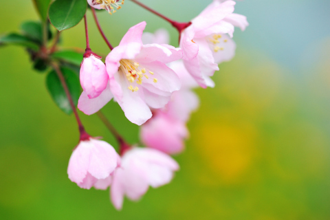 Sfondi Soft Pink Cherry Flower Blossom 480x320