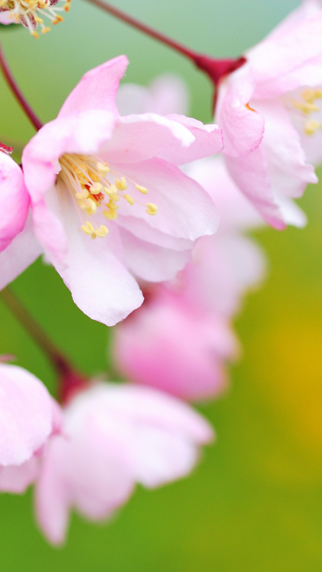 Das Soft Pink Cherry Flower Blossom Wallpaper 640x1136