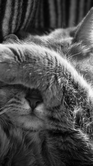 Sleepy Cat screenshot #1 360x640