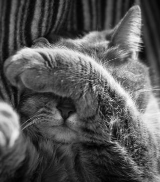 Sleepy Cat - Obrázkek zdarma pro Nokia C2-05