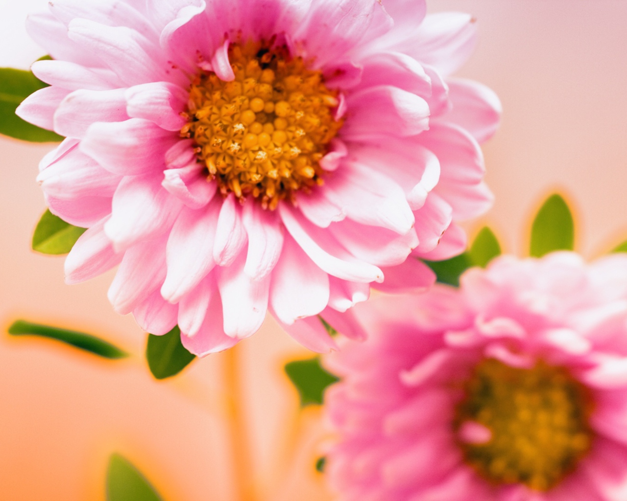 Screenshot №1 pro téma Pink Flower 1280x1024