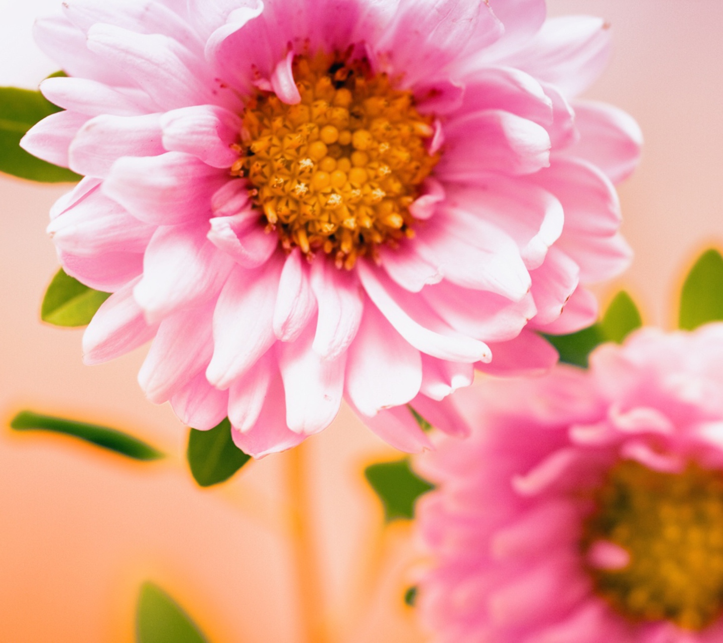 Обои Pink Flower 1440x1280