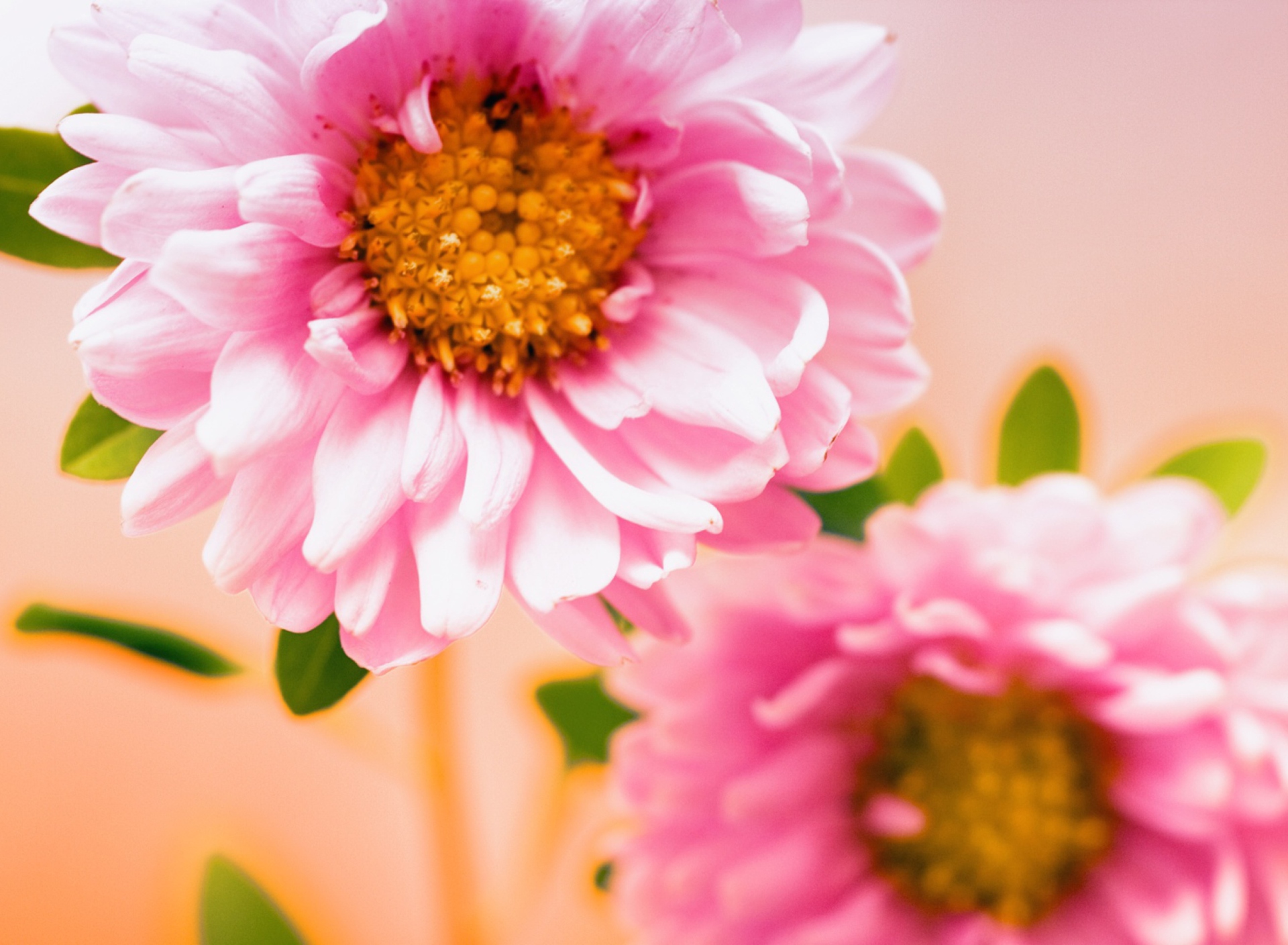 Pink Flower wallpaper 1920x1408