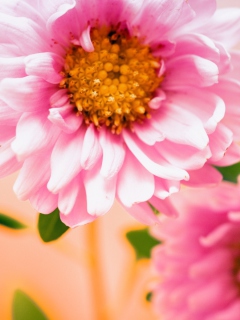 Screenshot №1 pro téma Pink Flower 240x320