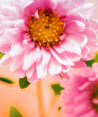 Kostenloses Pink Flower Wallpaper für Nokia Lumia 2520