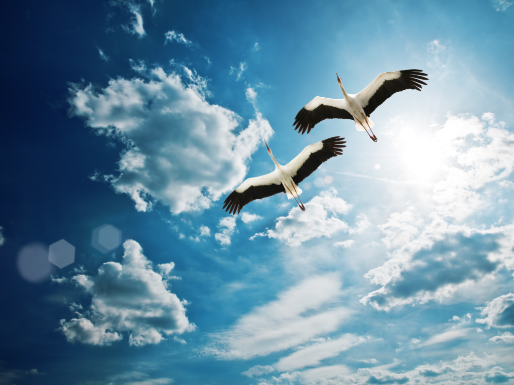 Das Beautiful Storks In Blue Sky Wallpaper 1024x768