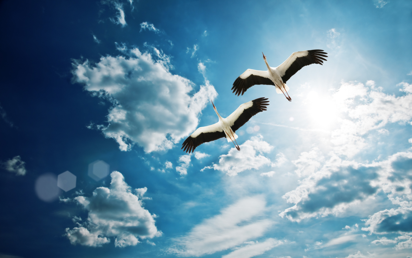 Обои Beautiful Storks In Blue Sky 1440x900