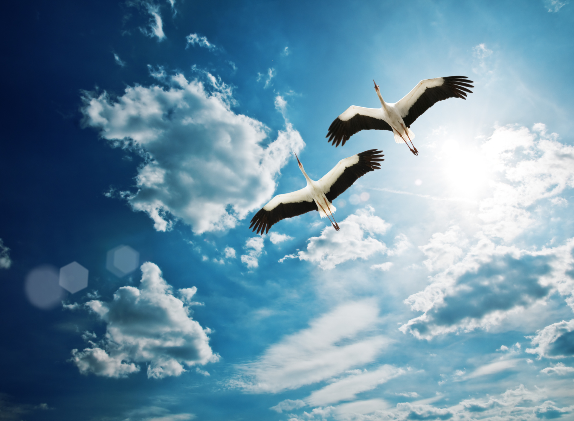 Обои Beautiful Storks In Blue Sky 1920x1408