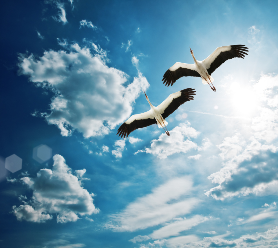Das Beautiful Storks In Blue Sky Wallpaper 960x854