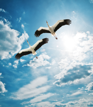 Beautiful Storks In Blue Sky - Obrázkek zdarma pro iPhone 5C