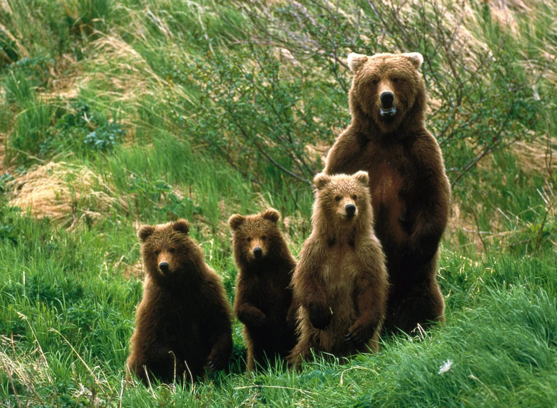 Screenshot №1 pro téma Cub Scouts Brown Bears 1920x1408