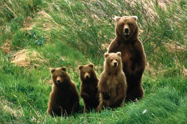 Das Cub Scouts Brown Bears Wallpaper
