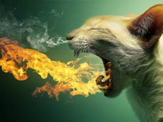 Flaming Cat screenshot #1 320x240