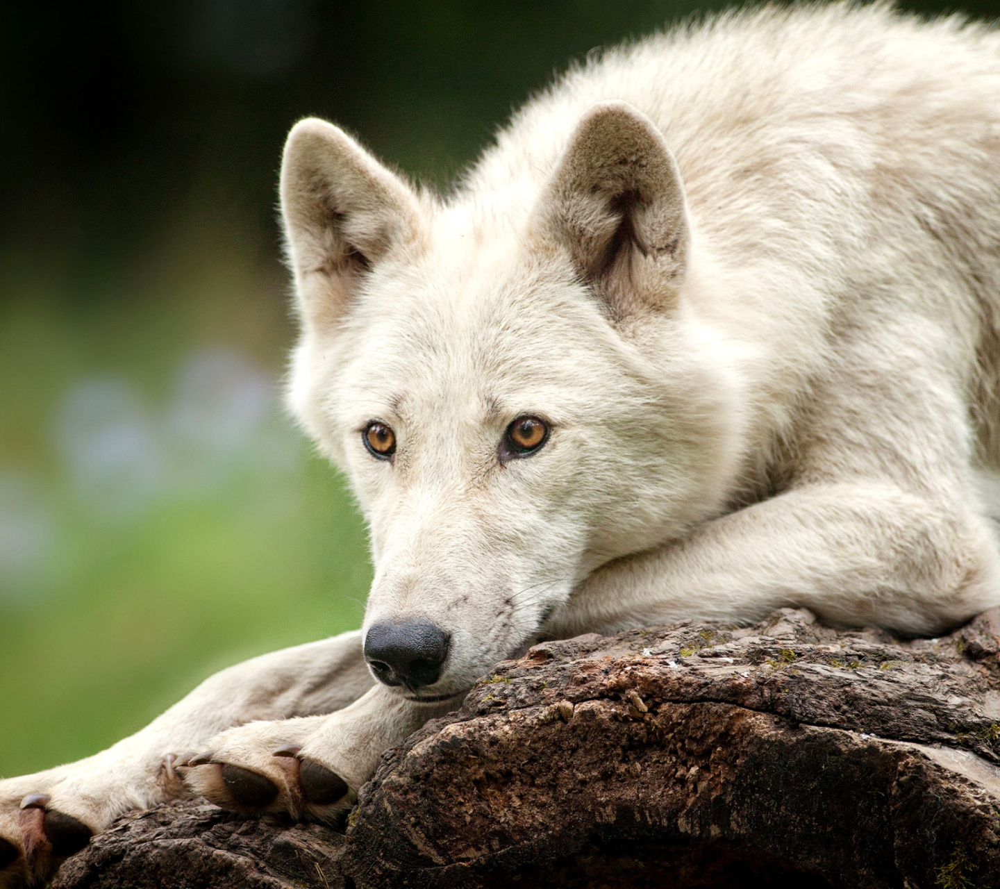 Fondo de pantalla Arctic wolf 1440x1280