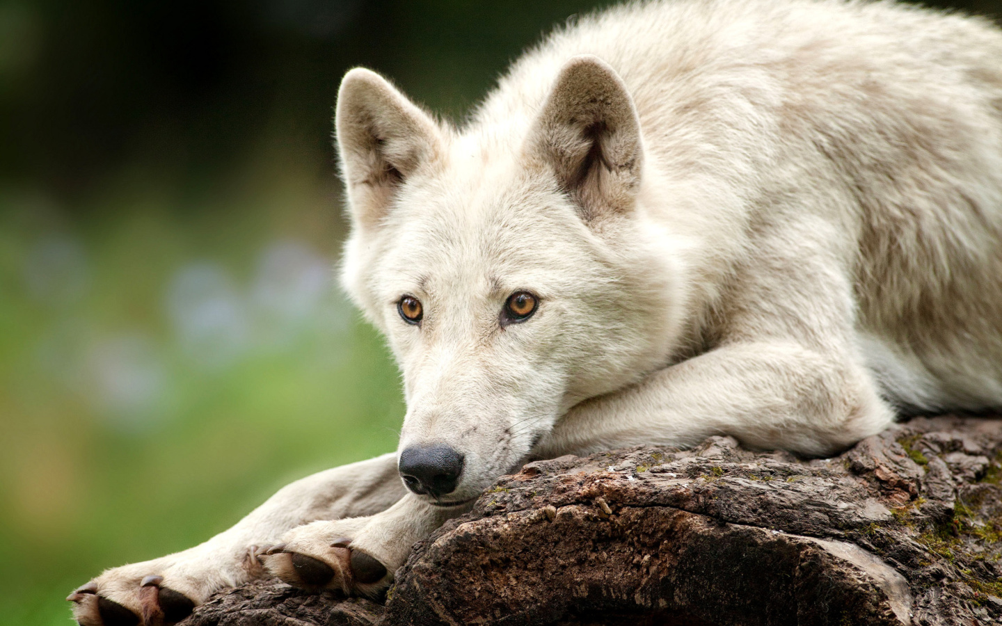 Обои Arctic wolf 1440x900