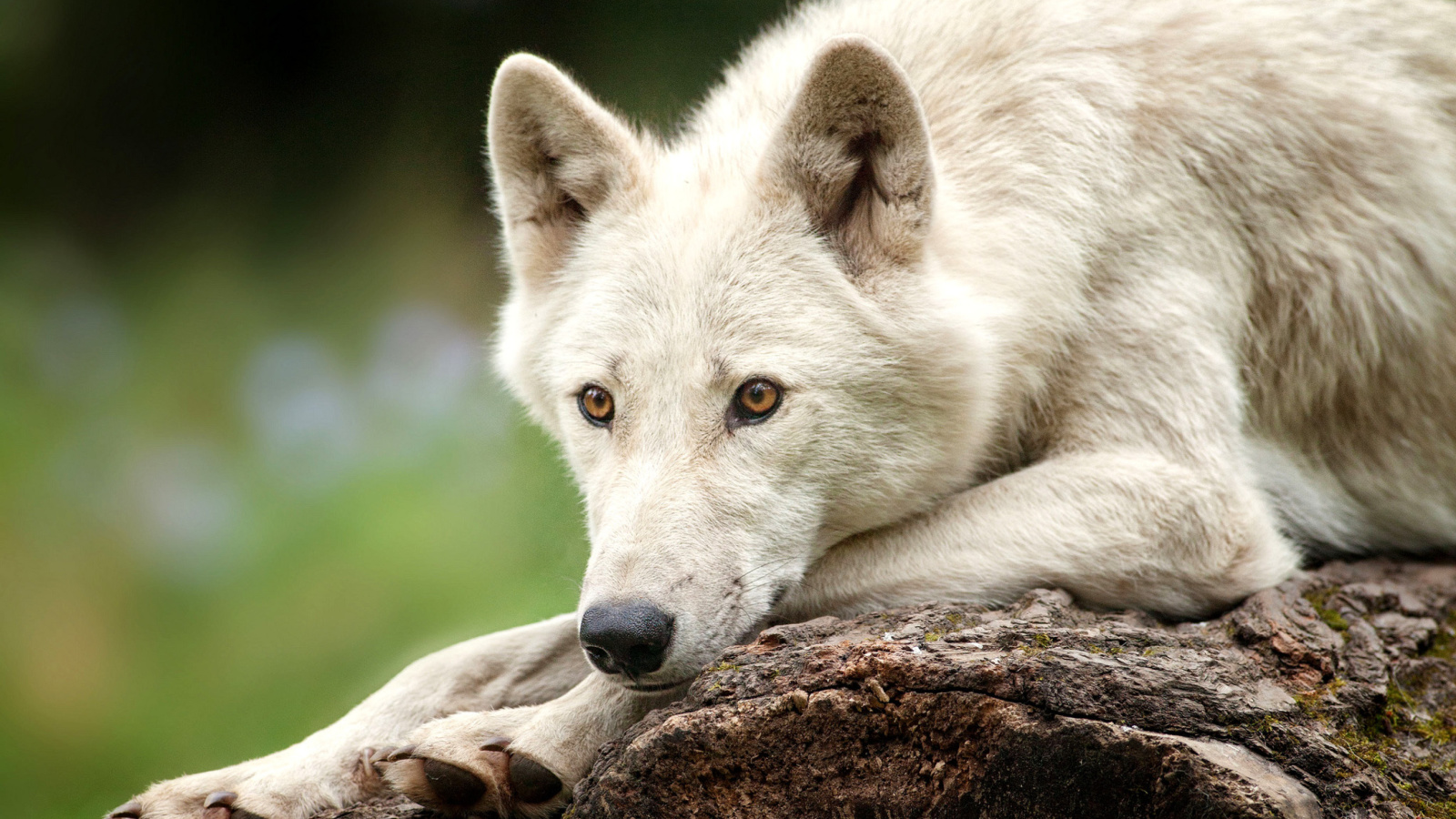 Fondo de pantalla Arctic wolf 1600x900