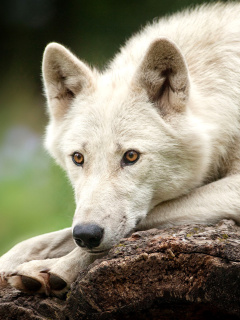 Arctic wolf screenshot #1 240x320