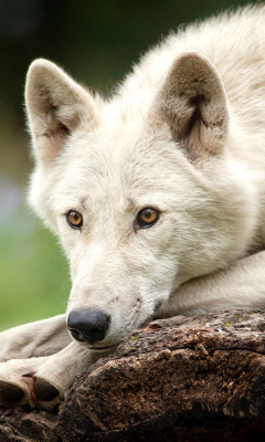 Обои Arctic wolf 240x400