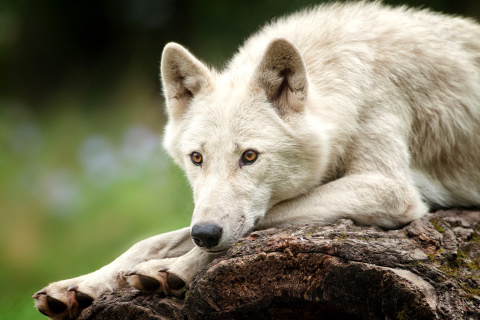 Sfondi Arctic wolf 480x320