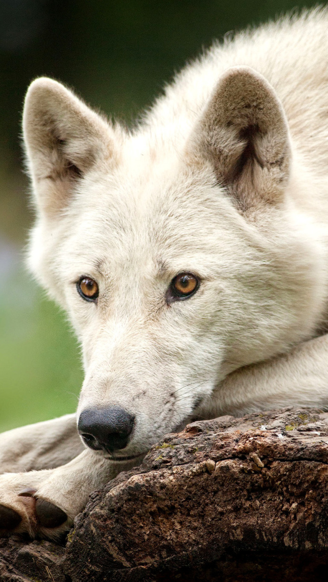 Обои Arctic wolf 640x1136