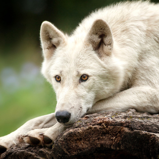 Arctic wolf - Obrázkek zdarma pro 208x208