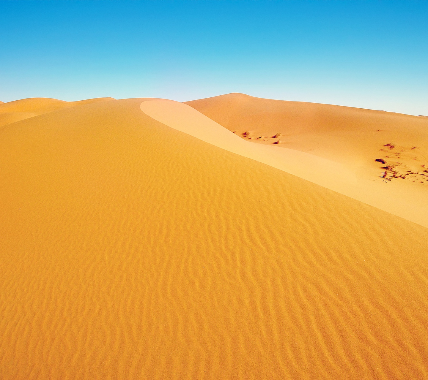 Screenshot №1 pro téma African Desert 1440x1280