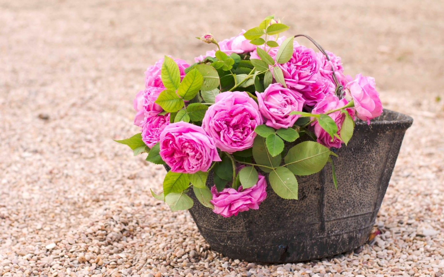 Обои Pink Garden Roses In Basket 1440x900