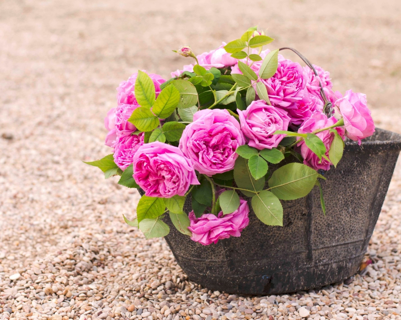 Pink Garden Roses In Basket screenshot #1 1600x1280