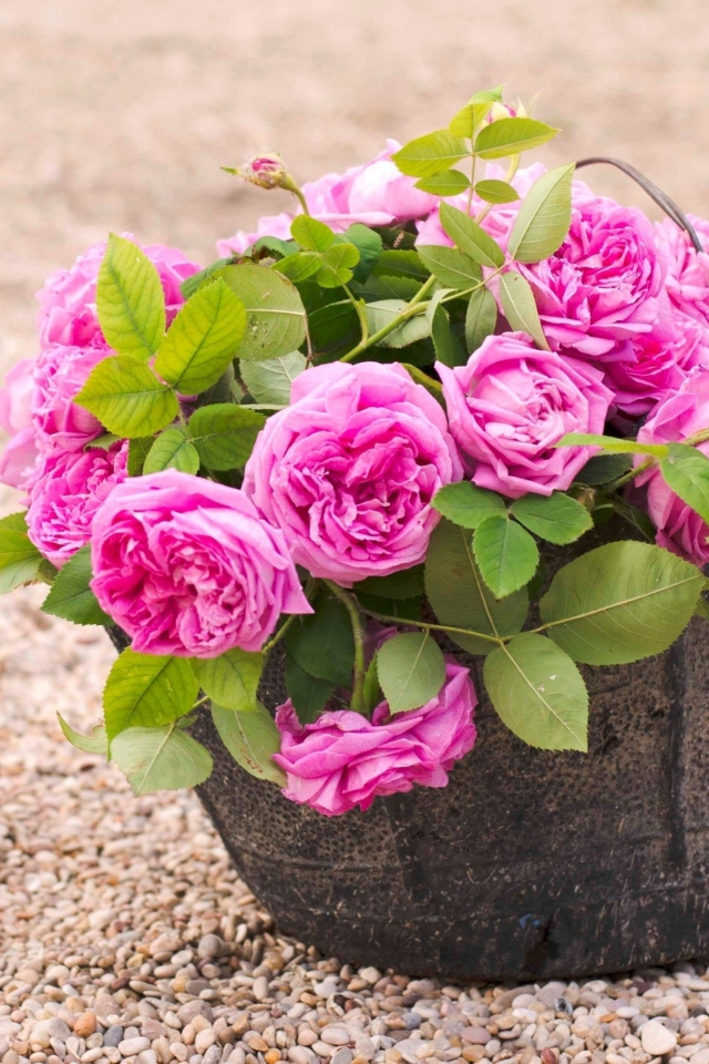 Fondo de pantalla Pink Garden Roses In Basket 640x960