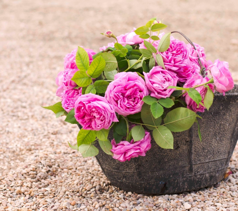 Das Pink Garden Roses In Basket Wallpaper 960x854