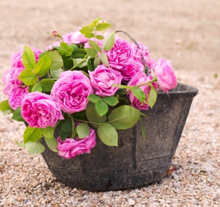 Pink Garden Roses In Basket - Obrázkek zdarma pro 208x208