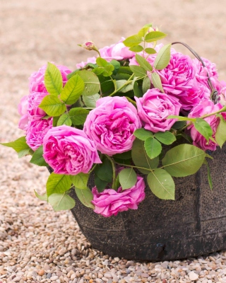 Pink Garden Roses In Basket - Obrázkek zdarma pro 132x176