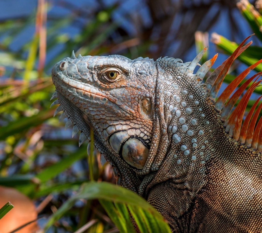 Fondo de pantalla Iguana Lizard 1080x960