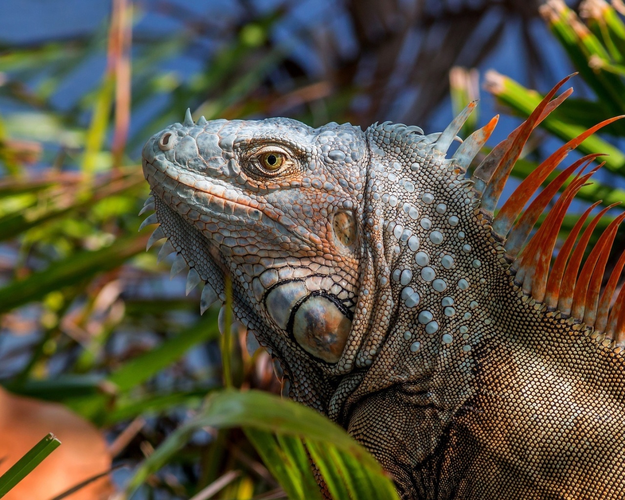 Iguana Lizard wallpaper 1280x1024