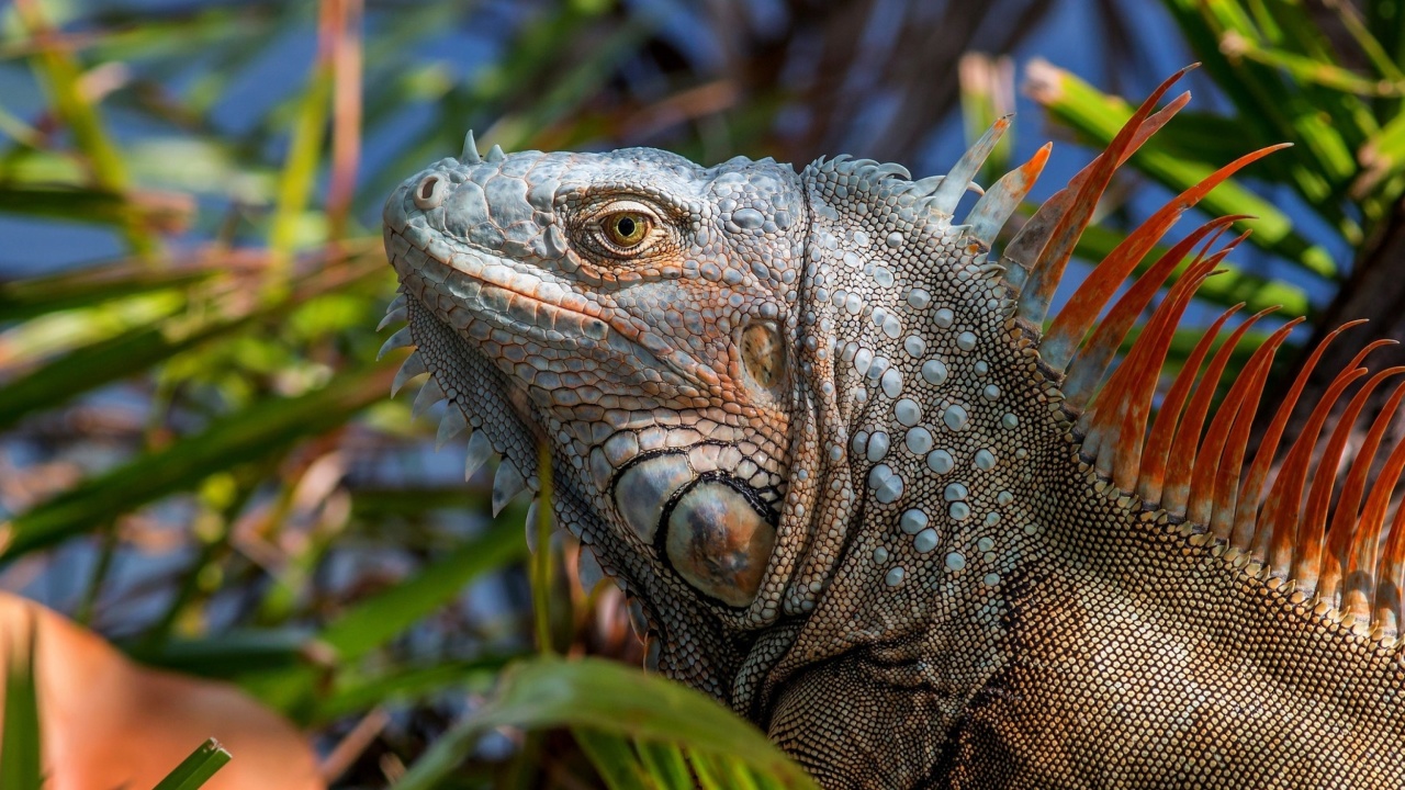 Iguana Lizard wallpaper 1280x720