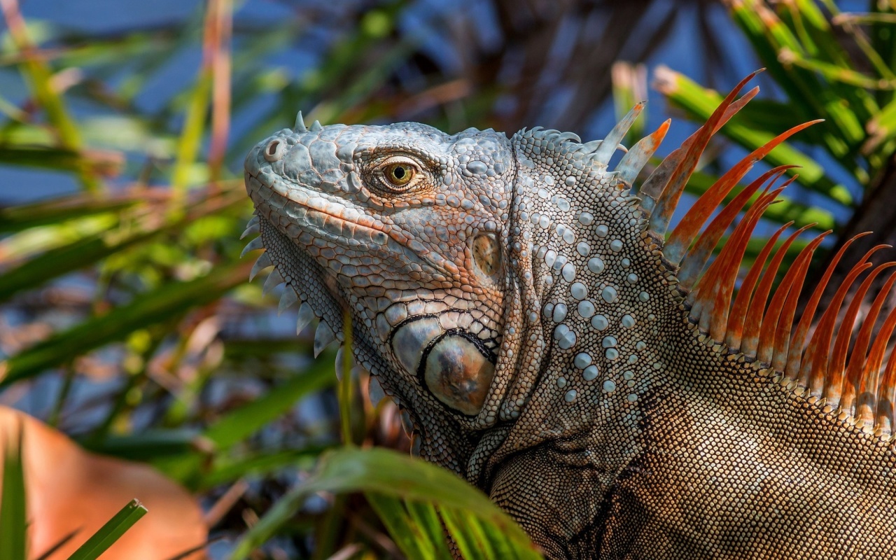 Iguana Lizard wallpaper 1280x800