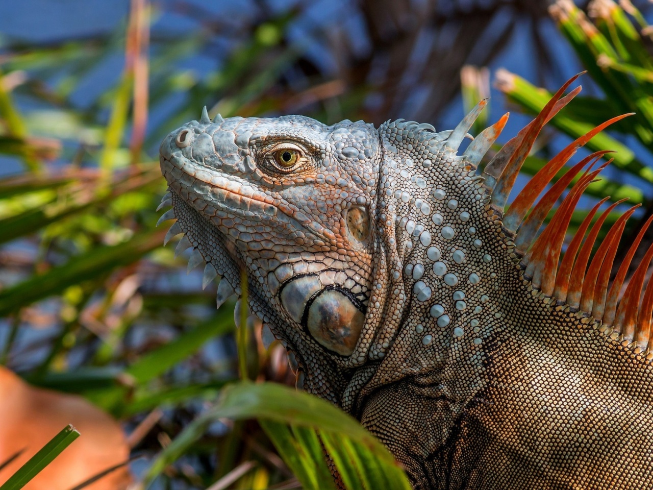Das Iguana Lizard Wallpaper 1280x960