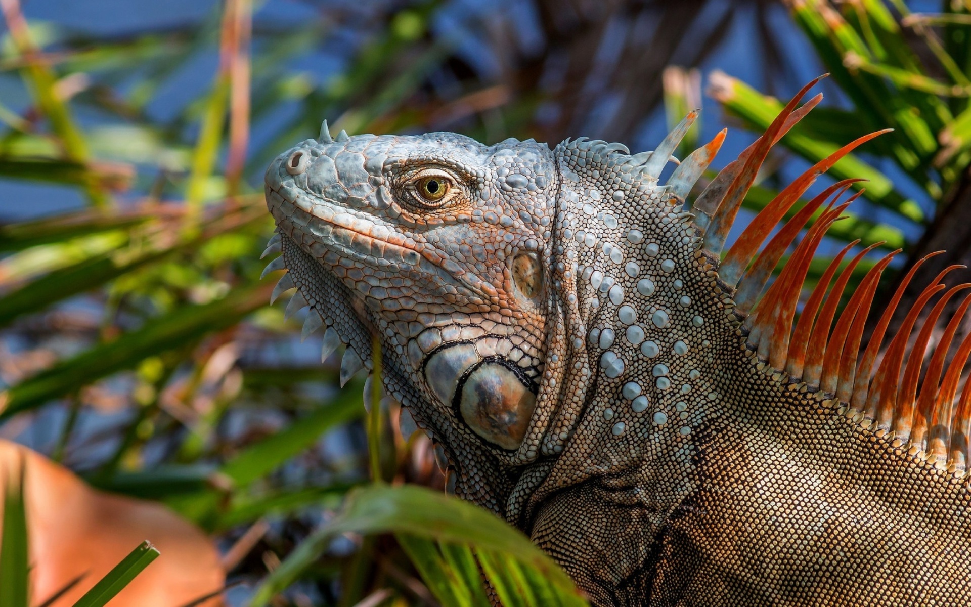 Обои Iguana Lizard 1920x1200