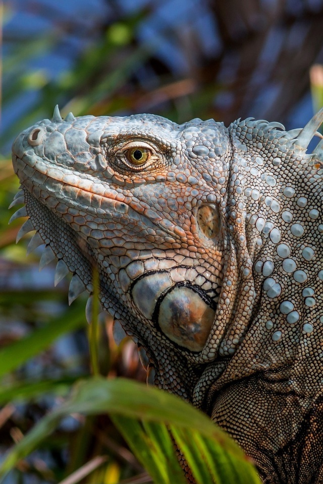 Iguana Lizard wallpaper 640x960