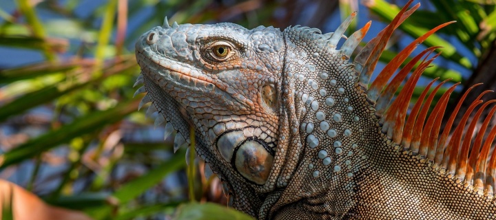 Sfondi Iguana Lizard 720x320