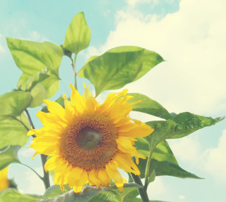 Sunflower - Obrázkek zdarma pro iPad Air