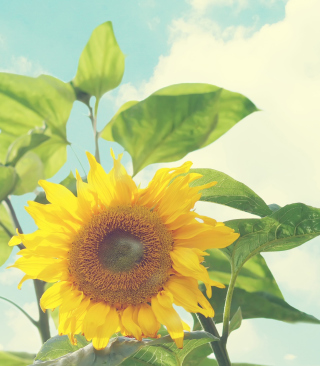 Sunflower - Obrázkek zdarma pro iPhone 4S