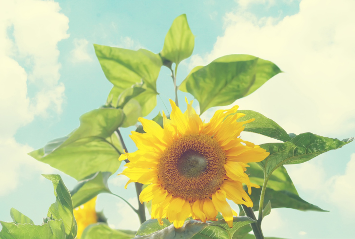 Sunflower wallpaper