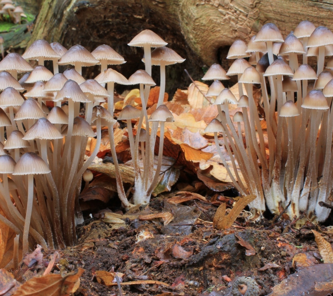 Fondo de pantalla Fungi Mushrooms 1080x960