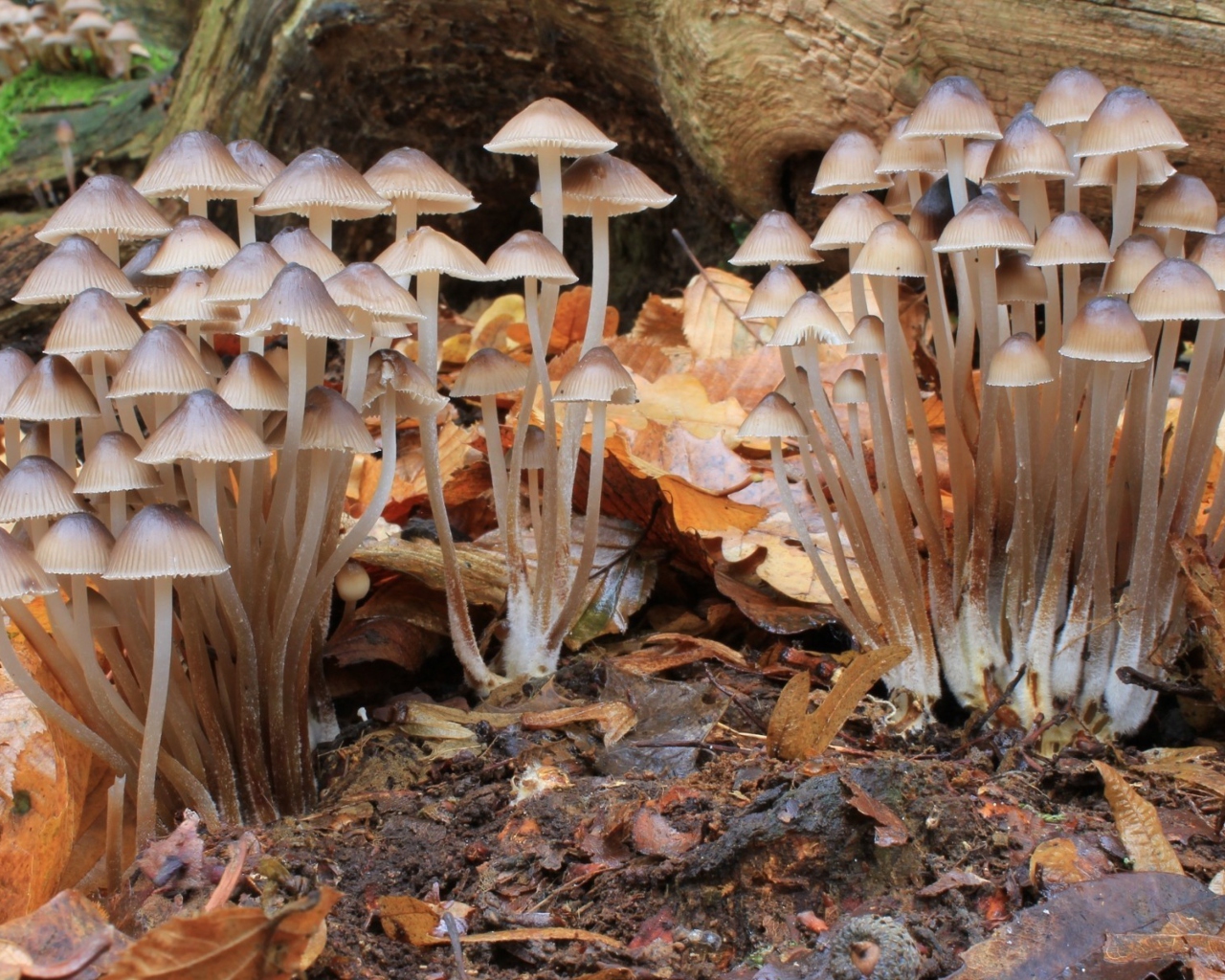 Das Fungi Mushrooms Wallpaper 1280x1024